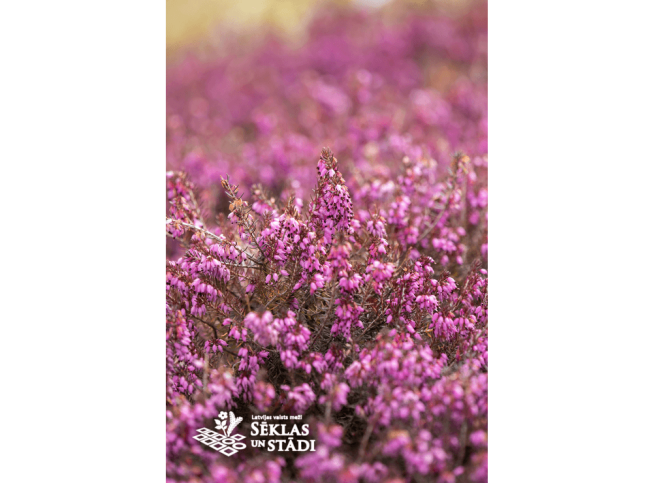 Erica carnea   'King George'